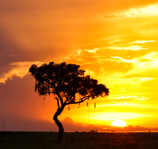 Tree in desert with sunsetting in background