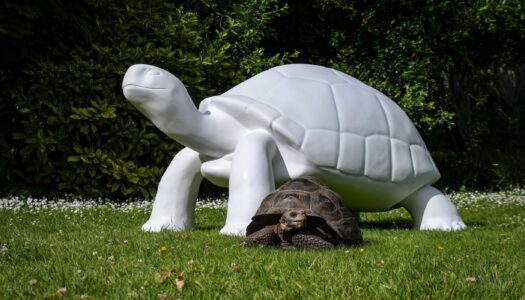 Butterfield Supports Durrell’s Tortoise Takeover